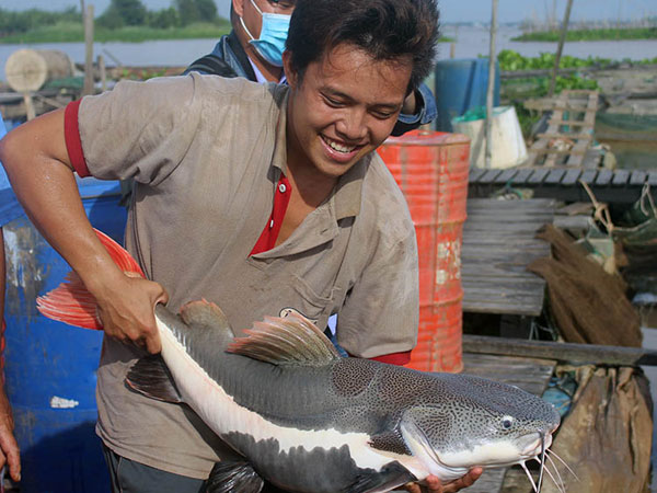 Mộng mơ thấy con cá trê nên đánh con số đề nào