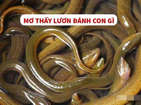 Nằm mơ thấy lươn đánh con gì để trúng thưởng?